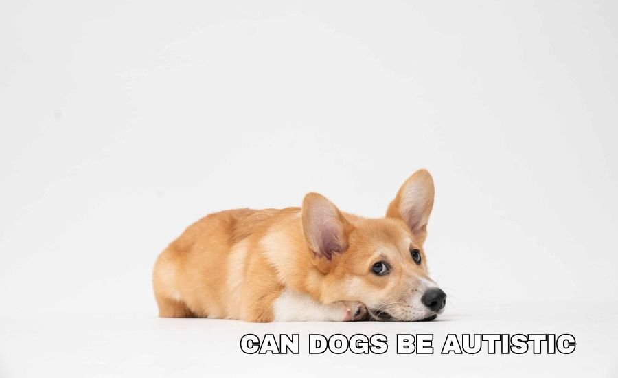 can dogs be autistic